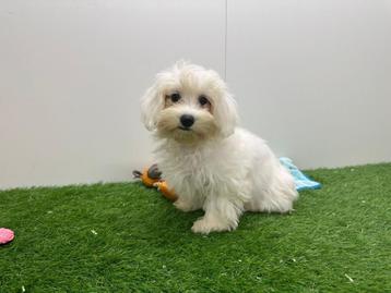 Chiot Bichon Maltais, Parvovirose, Chienne, Belgique, Bichon maltais