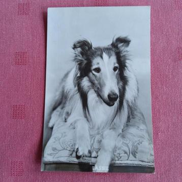 Lassie. Fotopostkaart jaren 1950 (onbeschreven).  beschikbaar voor biedingen