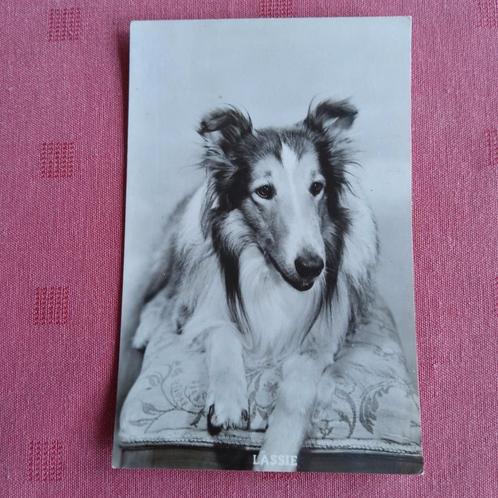 Lassie. Fotopostkaart jaren 1950 (onbeschreven)., Verzamelen, Postkaarten | Dieren, Ophalen of Verzenden