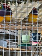 Gouldamadine, Dieren en Toebehoren
