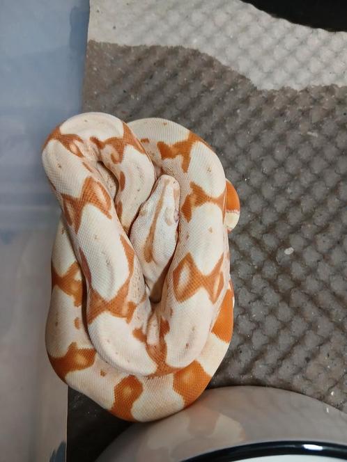 Boa Bci  : 0.1 Sunglow 100% het anery 2025, Dieren en Toebehoren, Reptielen en Amfibieën, Slang, 0 tot 2 jaar, Tam