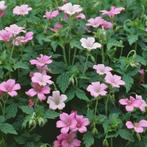 geranium endressii in pot  een 30 tal, Tuin en Terras, Planten | Tuinplanten, Ophalen, Vaste plant