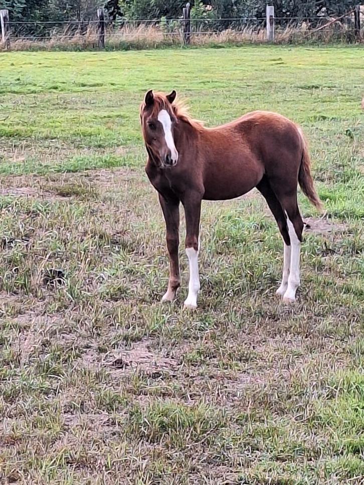 Heel mooi welsh sectie B hengstveulen, Dieren en Toebehoren, Paarden, Hengst, Onbeleerd, Minder dan 160 cm, 0 tot 2 jaar, Met stamboom