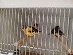 Glosters, Dieren en Toebehoren, Vogels | Kanaries
