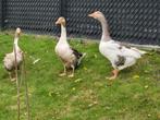 Vlaamse ganzen, Dieren en Toebehoren, Pluimvee