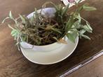 Énorme tasse et support ,plante, Ophalen