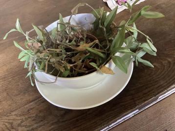 Énorme tasse et support ,plante, Enlèvement