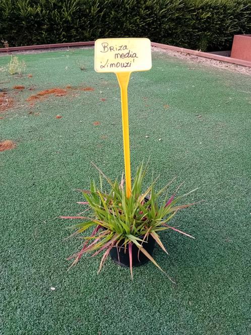 Briza Media 'Limouzi', Tuin en Terras, Planten | Tuinplanten, Siergrassen, Ophalen of Verzenden