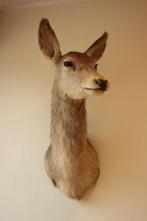 Taxidermie opgezette hinde hert, Verzamelen, Dierenverzamelingen, Ophalen, Gebruikt, Hert, Gewei of Kop