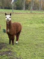 Alpaca cria hengstje mooi getekend, Dieren en Toebehoren, Juni, Mannelijk