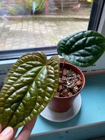 Anthurium Luxurians x Radicans, Huis en Inrichting, Kamerplanten, Ophalen