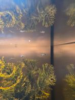 Guppies baby (dwergen), Dieren en Toebehoren, Vissen | Aquariumvissen