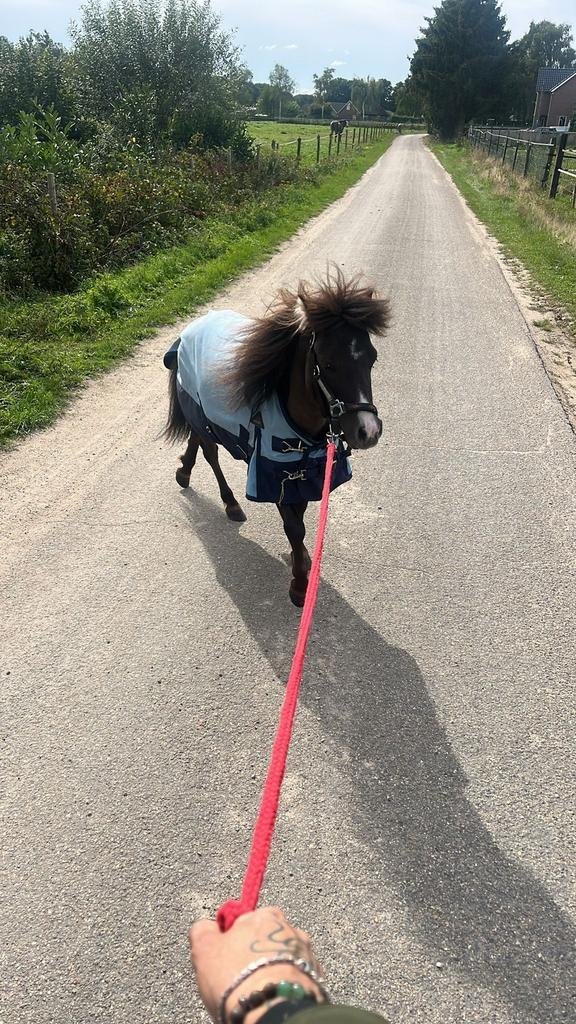 Grullo hengst 4 jaar, Animaux & Accessoires, Chevaux & Poneys | Étalons & Juments poulinières, Étalon