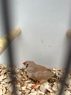 2 bruine zebravink poppen, Dieren en Toebehoren, Geringd