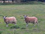 Zware ram te koop, Dieren en Toebehoren
