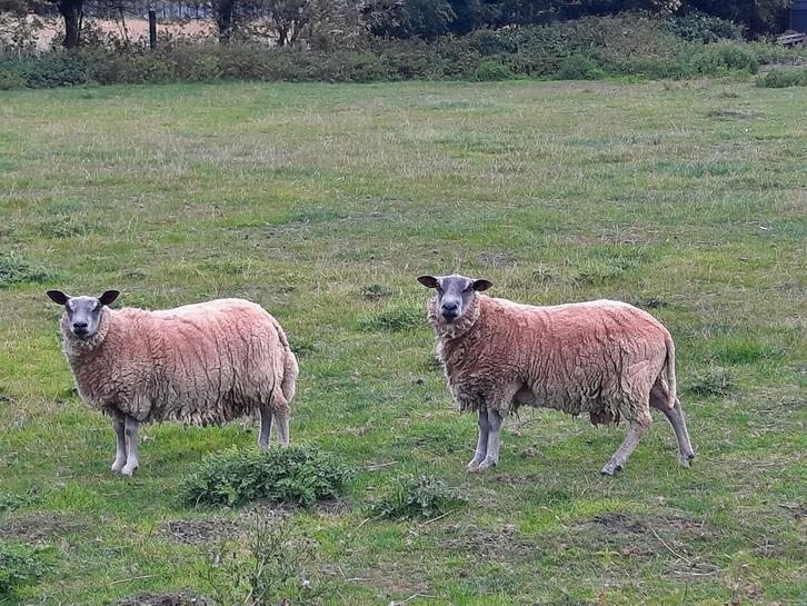 Zware ram te koop, Dieren en Toebehoren, Schapen, Geiten en Varkens