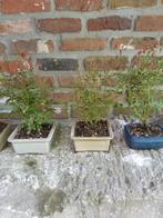 Roosjes als accent Bonsai, Ophalen