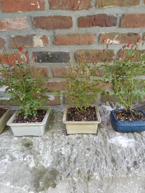 Roosjes als accent Bonsai, Tuin en Terras, Planten | Bomen, Ophalen