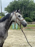 Knappe 6 jarige schimmel merrie, Dieren en Toebehoren, Paarden, Merrie, Met stamboom, Springpaard, Zadelmak