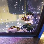 Gratis Helena slakken, Dieren en Toebehoren, Vissen | Aquariumvissen
