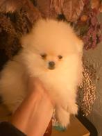 Pomeriaan 2 teefjes(particulier), België, Particulier, Overige rassen, 8 tot 15 weken