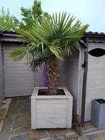 Palmboom met bak, Jardin & Terrasse, Plantes | Arbres, Enlèvement, Palmier