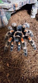 Brachypelma hamorii vogelspin