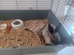 Konijntje met grote NIEUWE kooi en alle toebehoren, Dieren en Toebehoren, Geslacht onbekend, Klein, 0 tot 2 jaar