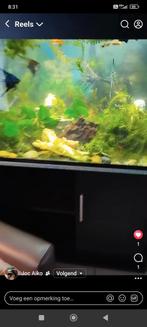 Zoek gratis vissen kleine  oef een grote rugzwemmer, Ophalen