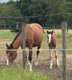 14 jarige merrie, Dieren en Toebehoren, Merrie, 11 jaar of ouder, Gechipt, Recreatiepaard