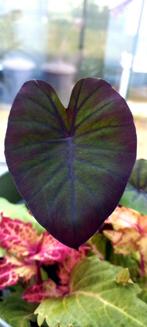 Colocasia redemption, Tuin en Terras, Ophalen