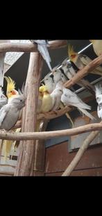 Valkparkieten, Animaux & Accessoires, Plusieurs animaux, Perruche