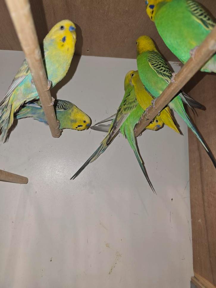 Prachtige Grasparkieten, Dieren en Toebehoren, Vogels | Parkieten en Papegaaien