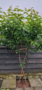 Kersenboom sunburst, Jardin & Terrasse, Plantes | Arbres fruitiers, Enlèvement