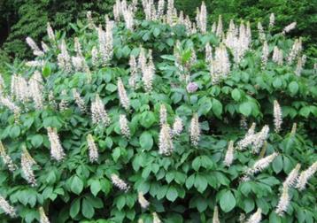 Aesculus parviflora