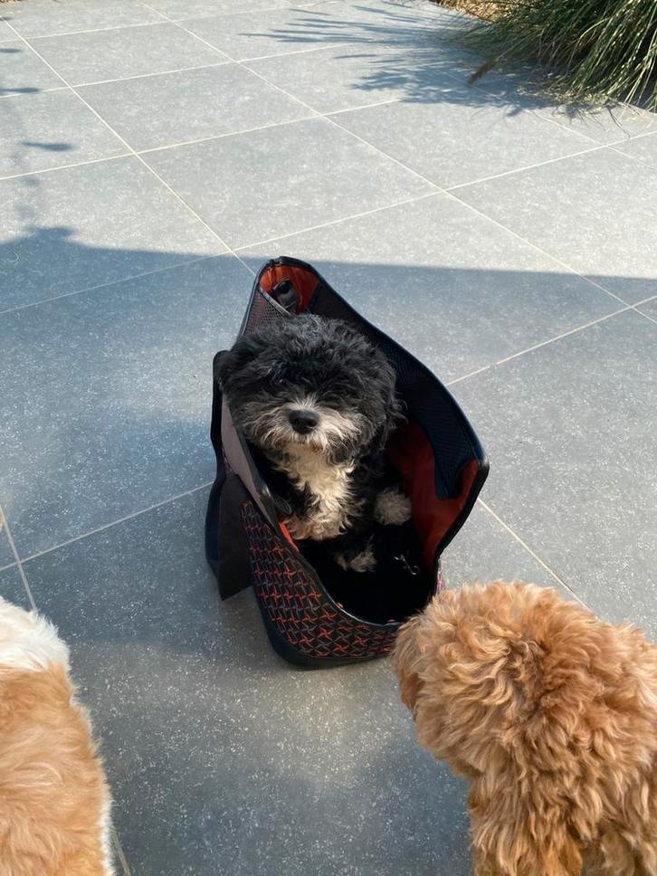 Draagtas voor hondjes, Dieren en Toebehoren, Honden-accessoires, Ophalen