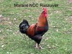 Fokhanen Marans NCC en BCC, Opal Lavender Legbar, Welsumer, Dieren en Toebehoren, Pluimvee, Mannelijk, Kip