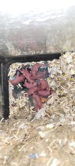 1 Russische Dwerghamster  Te KOOP Hobby Fokker, Dieren en Toebehoren, Knaagdieren, Hamster, Mannelijk, Juli, Tam