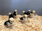 Kuifhoender (padua) baby kuikens hennetjes, gesekst, ingeënt, Vrouwelijk, Kip