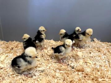 Kuifhoender (padua) baby kuikens hennetjes, gesekst, ingeënt, Femelle, Poule ou poulet