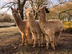 Alpaca, Dieren en Toebehoren