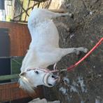 Welsh merrie, Dieren en Toebehoren, Merrie