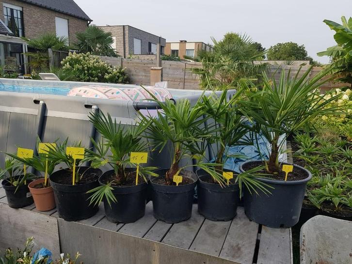 Trachycarpus Wagnerianus x Fortunei, winterharde palm, € 3, Tuin en Terras, Planten | Bomen, Palmboom, Minder dan 100 cm, Volle zon