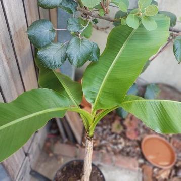 Bananenplant  beschikbaar voor biedingen