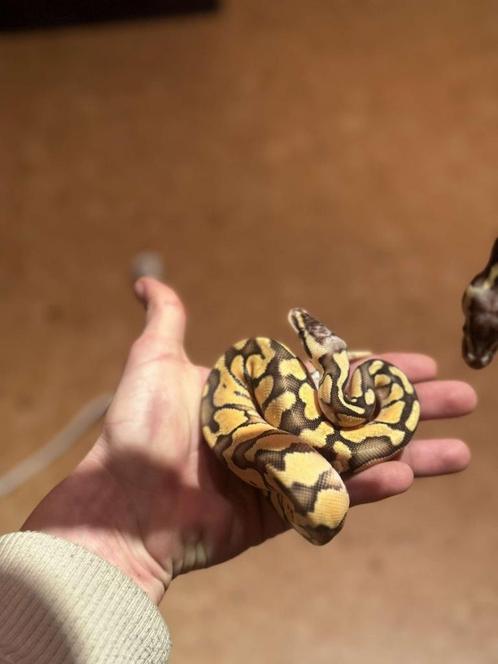 Slangen te koop, Dieren en Toebehoren, Reptielen en Amfibieën, Slang, 0 tot 2 jaar