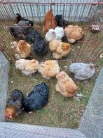 Cochin krielen in verschillende kleuren, Dieren en Toebehoren, Pluimvee