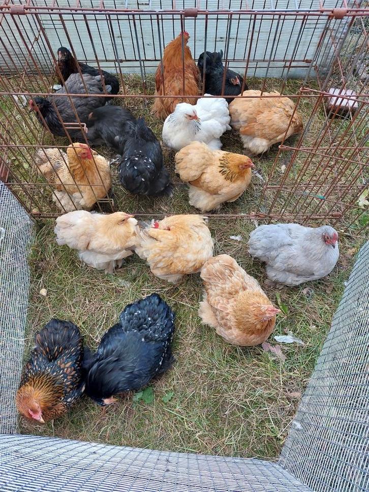 Cochin krielen in verschillende kleuren, Dieren en Toebehoren, Pluimvee
