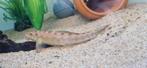 2 Gyrinocheilus Aymonieri/ Siamese Algeneter