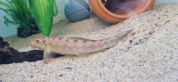 2 Gyrinocheilus Aymonieri/ Siamese Algeneter beschikbaar voor biedingen