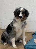 Border collie reu blue merle, Dieren en Toebehoren, Honden | Herdershonden en Veedrijvers, België, 15 weken tot 1 jaar, Reu, CDV (hondenziekte)